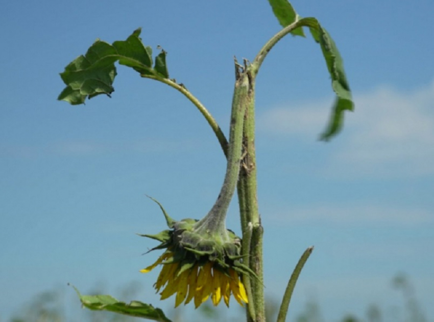 В Воронежской области снова ввели режим ЧС из-за гибели сельхозкультур