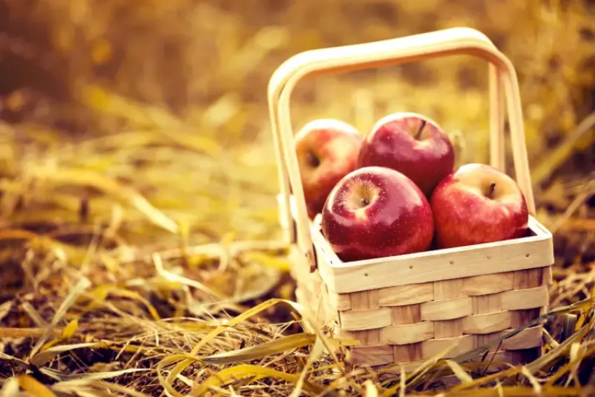 Яблочный Спас: традиции одного из самых светлых праздников