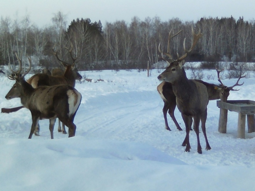 60 новых постояльцев появилось в «Оленьей балке» за два месяца