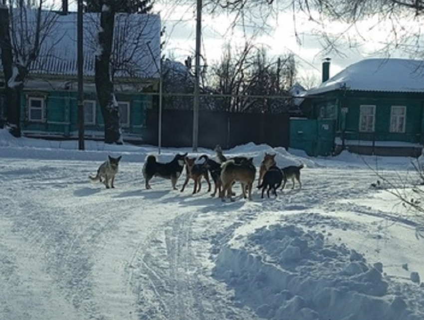 «Помогите!!! Нас и наших детей скоро съедят собаки»: стаи бродячих собак заполонили Борисоглебск
