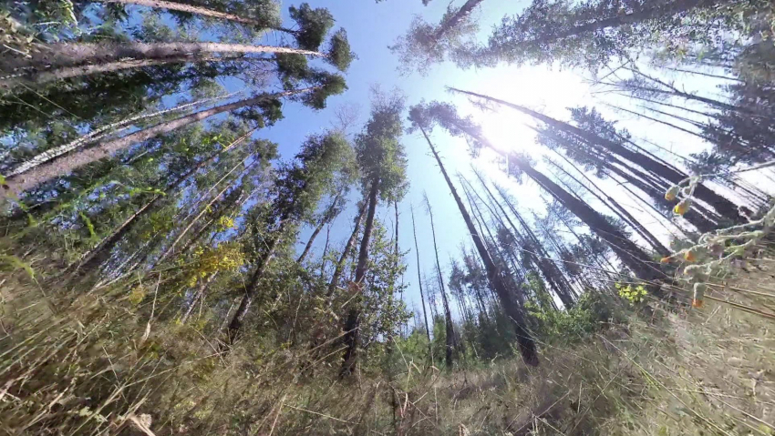 В Воронежской области массово болеют сосны и погибают берёзы