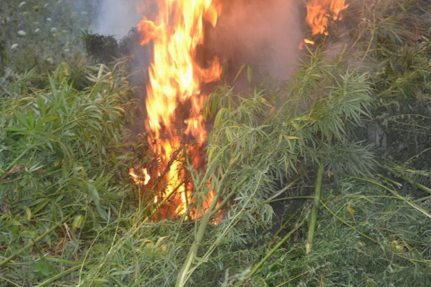 Заросли конопли сожгли в селе Макашевка Борисоглебского округа 