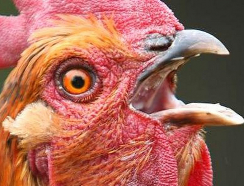 Тайна мертвых куриц: на Третьяковской птицефабрике назвали произошедшее «биологическим терроризмом"
