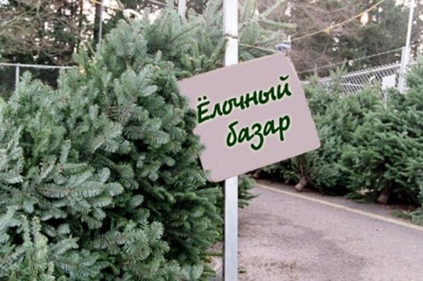 Где и когда в Борисоглебске можно будет купить новогоднюю елку