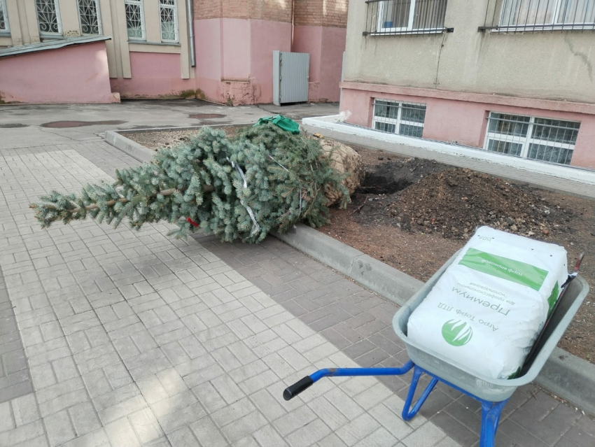 Новые елки в центре Борисоглебска обошлись в сотни тысяч. На покос травы денег пока нет…