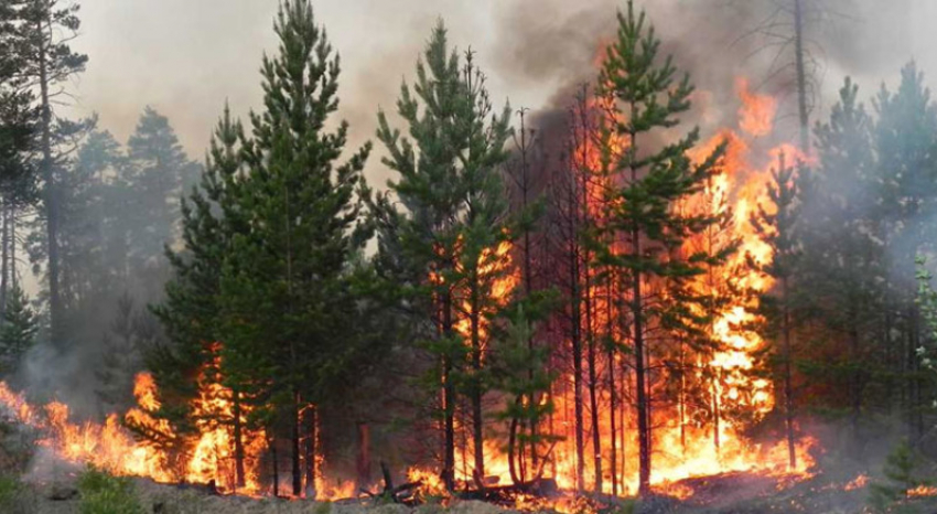 В лесах Воронежской области в сентябре ожидается высокая пожароопасность