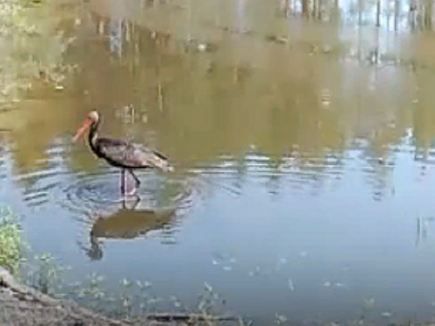 Чёрный аист попал в фотоловушку Хопёрского заповедника 