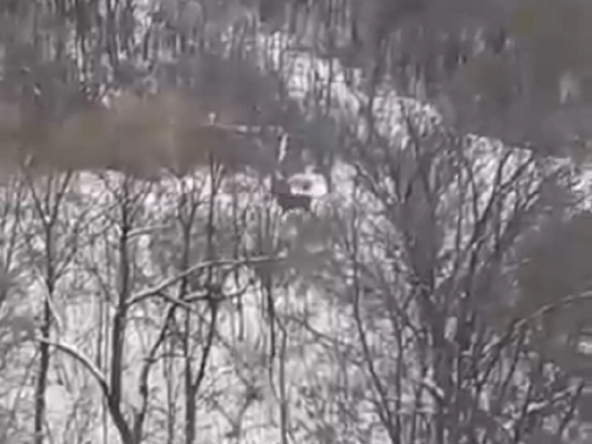 Скачущего по холмам оленя на окраине Новохоперска сняли на видео