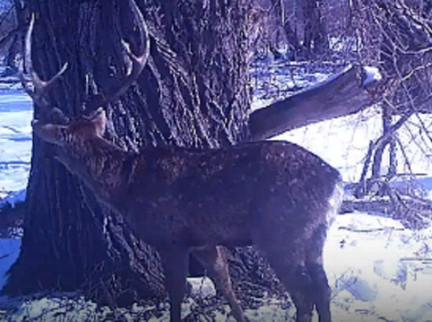Скрытно наблюдающего за лыжниками оленя сняли на видео в Хопёрском заповеднике