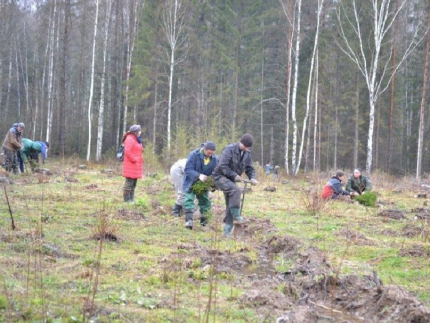 В Воронежской области стартовала осенняя лесовосстановительная кампания