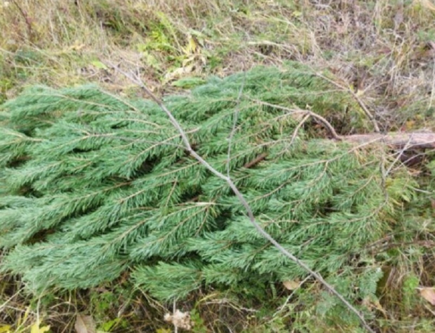 Жителям Воронежской области напомнили о наказании за незаконную вырубку сосен