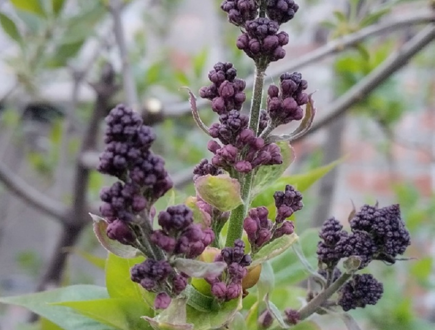 Какой будет погода на майских праздниках в Воронежской области, рассказали синоптики