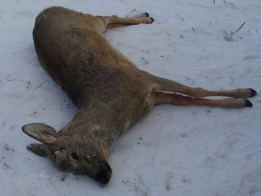 В Воронежской области участились случаи браконьерства