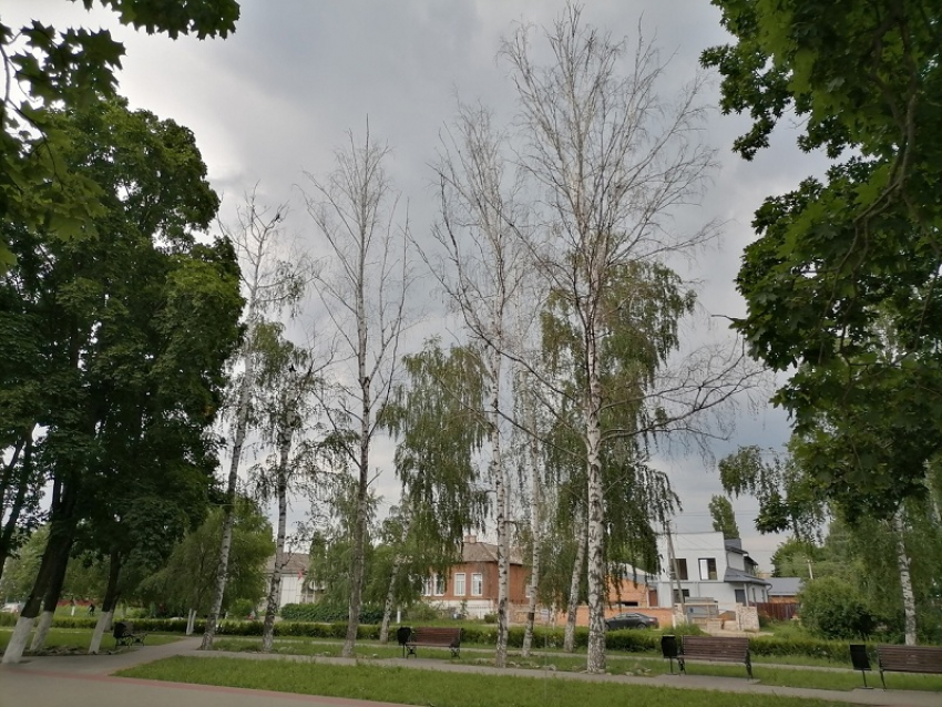 Деревья массово гибнут в благоустроенных скверах Борисоглебска