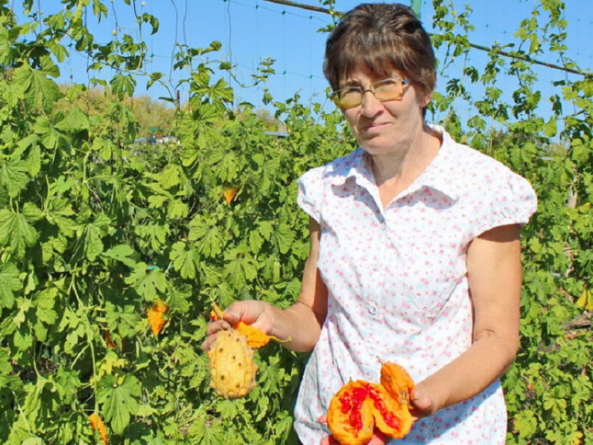 Жительница Терновского района вырастила на огороде тропические фрукты