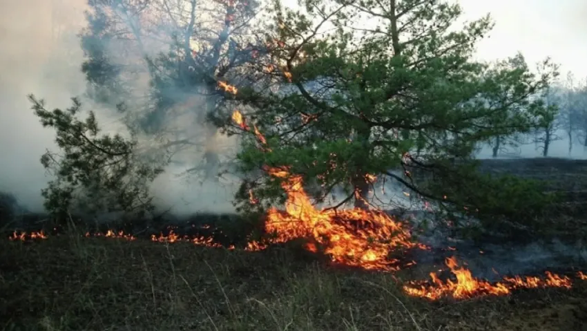В 19 районах Воронежской области ввели чрезвычайный уровень пожарной опасности 