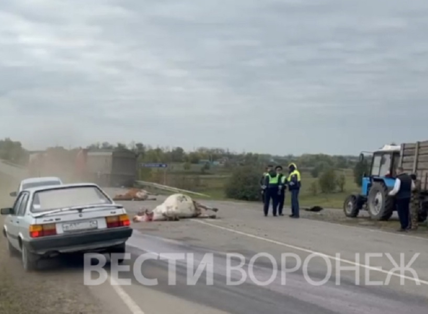 Грузовик сбил стадо коров в Воронежской области