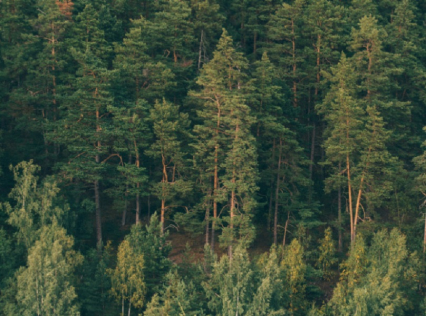 С 1 апреля в Воронежской области начнется пожароопасный сезон