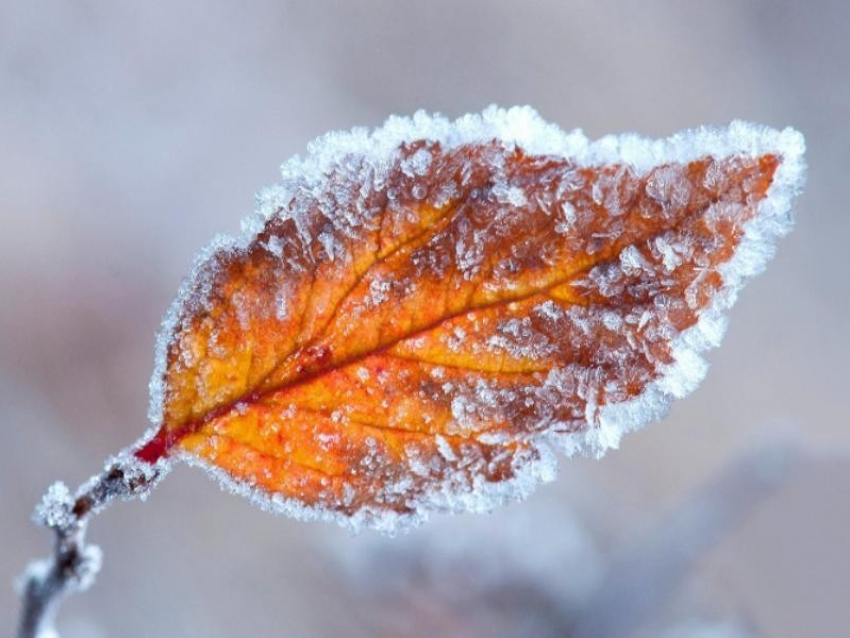 Штормовое предупреждение из-за ветра и заморозков объявили в Воронежской области