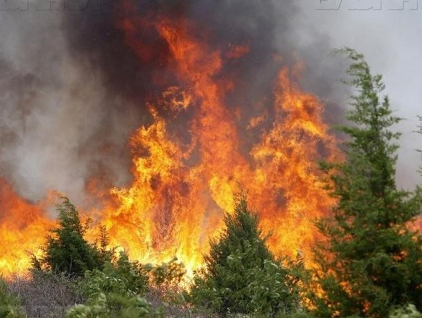 В Воронежской области зафиксирован 4 класс пожарной опасности