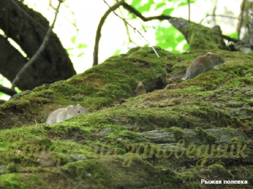 20 видов микромаммалий насчитали в Хоперском заповеднике