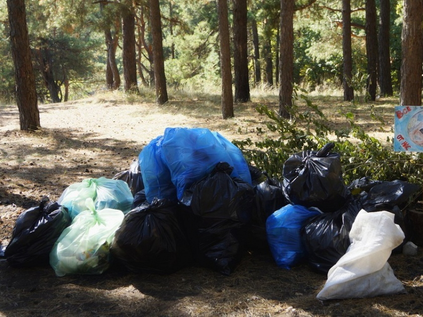 Лесничества Воронежской области планируют ликвидировать 53 свалки общей площадью 49 гектаров