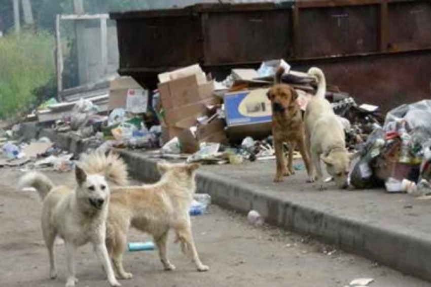 В Воронежской области количество случаев бешенства среди животных выросло в 2,6 раза