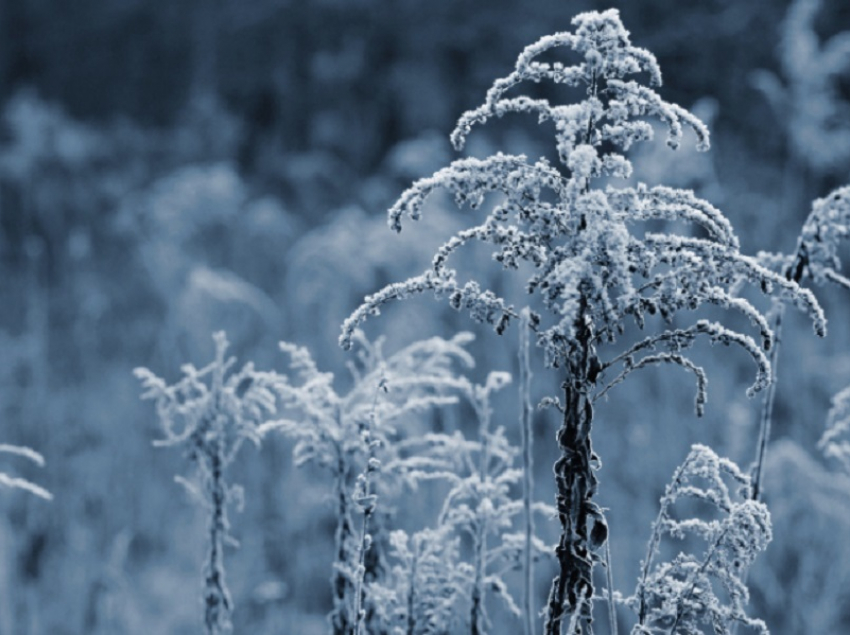 Когда в Воронежскую область придёт зима рассказали синоптики