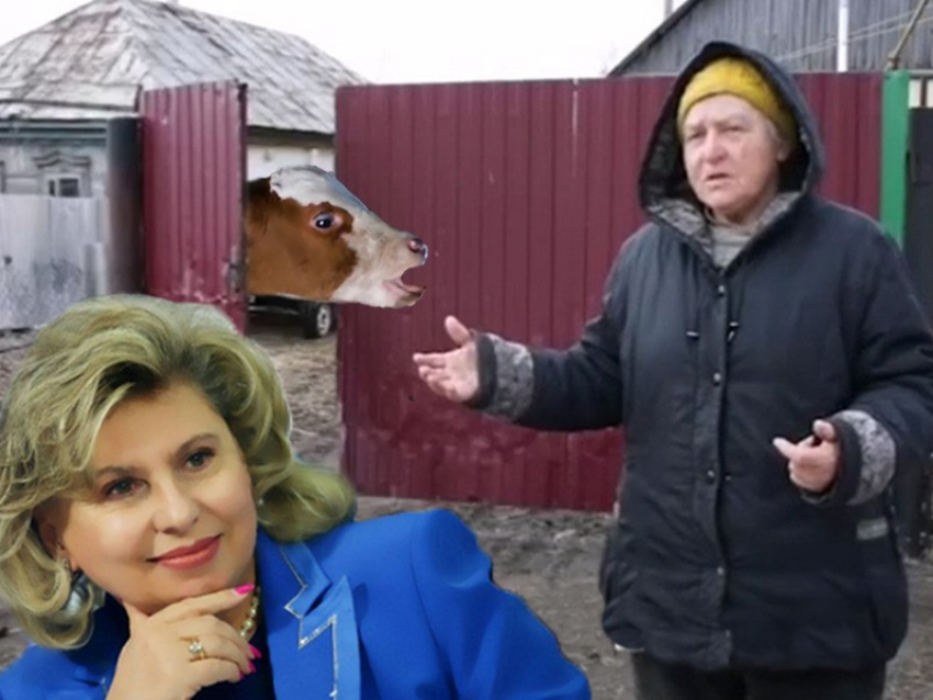 Главного омбудсмена РФ призвали защитить новохоперскую пенсионерку, кормившую коров коноплёй