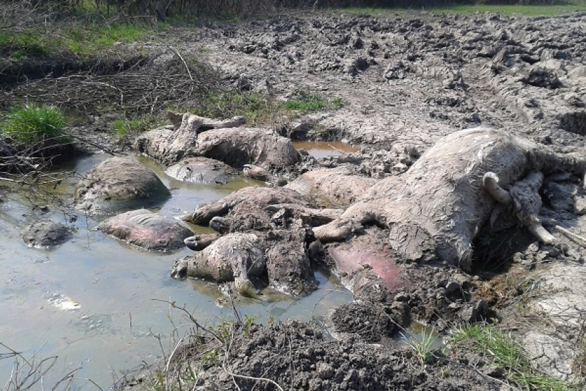30 организаций Воронежской области нарушали правила утилизации останков сельхозживотных