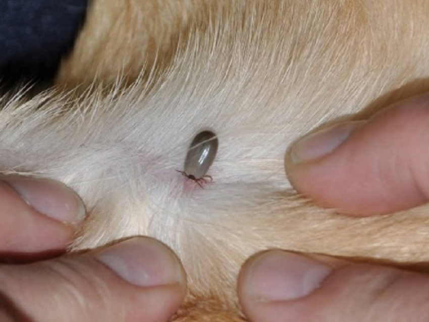 Как определить, что собаку укусил инфицированный клещ