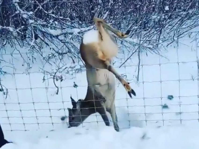 Спасение воронежцами косули попало на видео