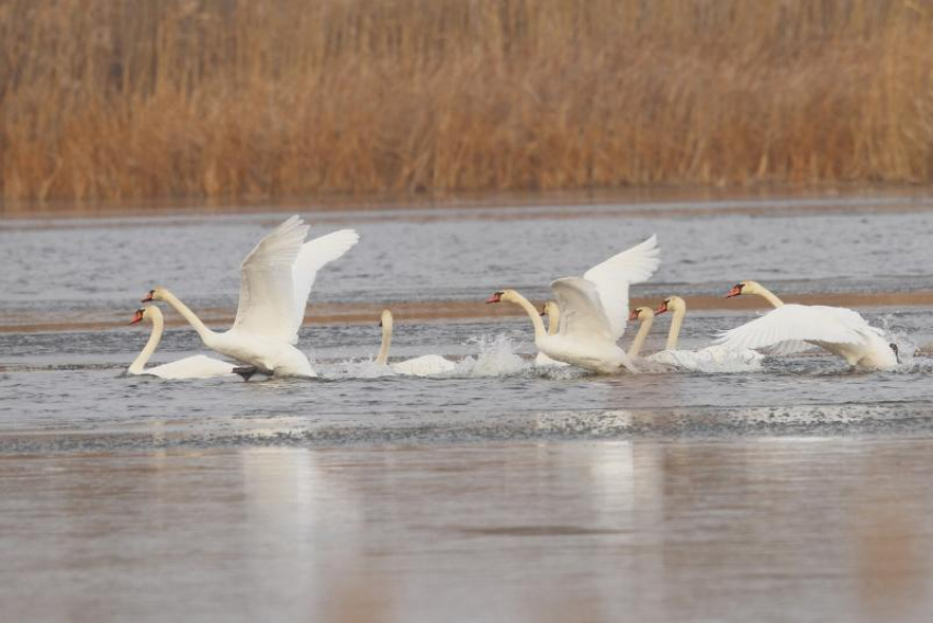 Скопление лебедей на озере в Новохоперском районе 