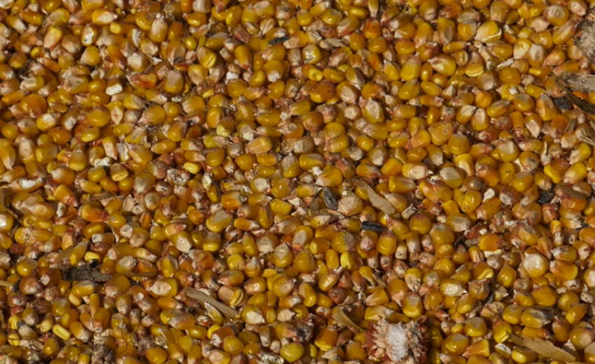Новогодняя кукуруза: в середине декабря уборка  урожая в Воронежской области  еще продолжается