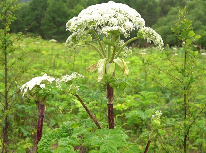 За борщевик ответишь: в России будут наказывать за опасный сорняк на участке 