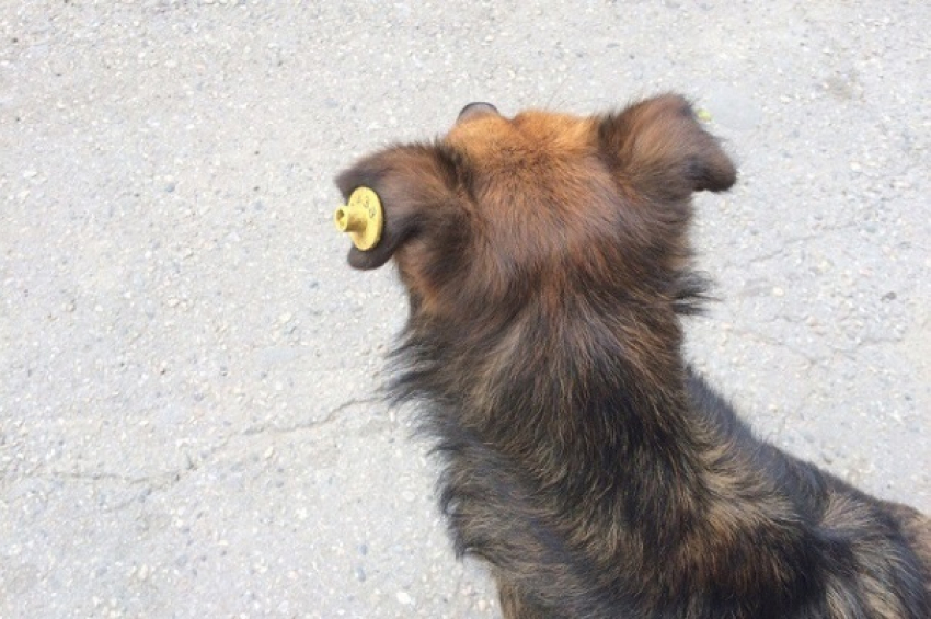В Борисоглебске около 40 бездомных собак вакцинировали и поставили на учет 