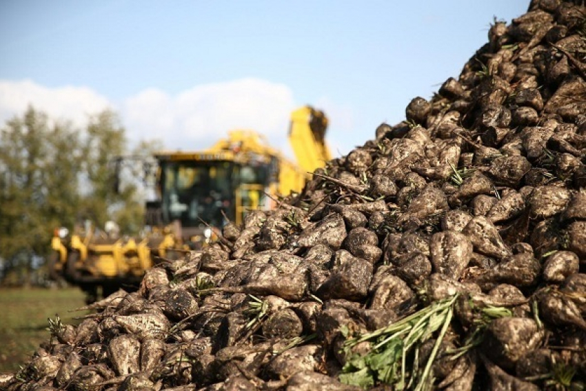 Аграрии Воронежской области собрали 1 млн. тонн сахарной свёклы