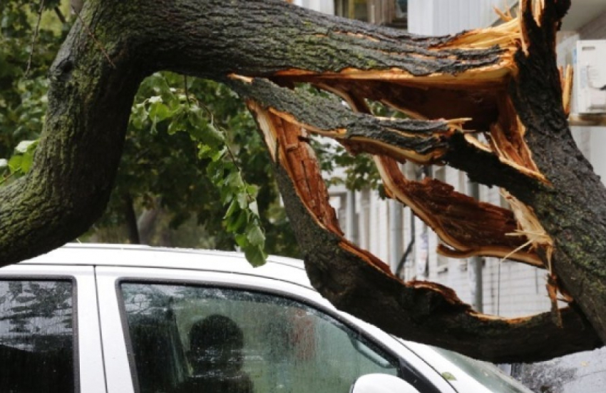 Буйство природы. В Борисоглебске упавшие деревья повредили автомобиль и жилой дом