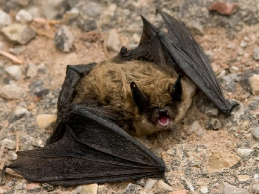 Что делать при обнаружении летучих мышей весной, рассказали жителям Воронежской области