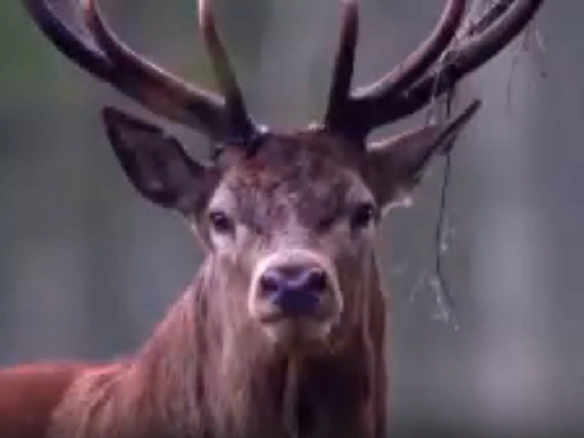 Осенью в «Оленьей балке» под Борисоглебском стартует первый сезон экологического туризма