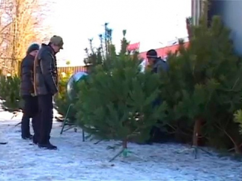 В Борисоглебске подорожали новогодние елки