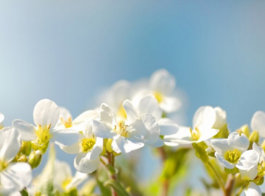 Когда в Воронежскую область вернётся весеннее тепло, рассказали синоптики