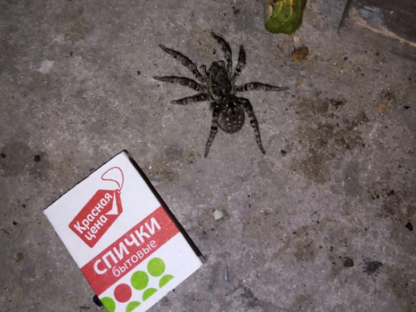Южнорусского тарантула обнаружили на улице в Борисоглебске