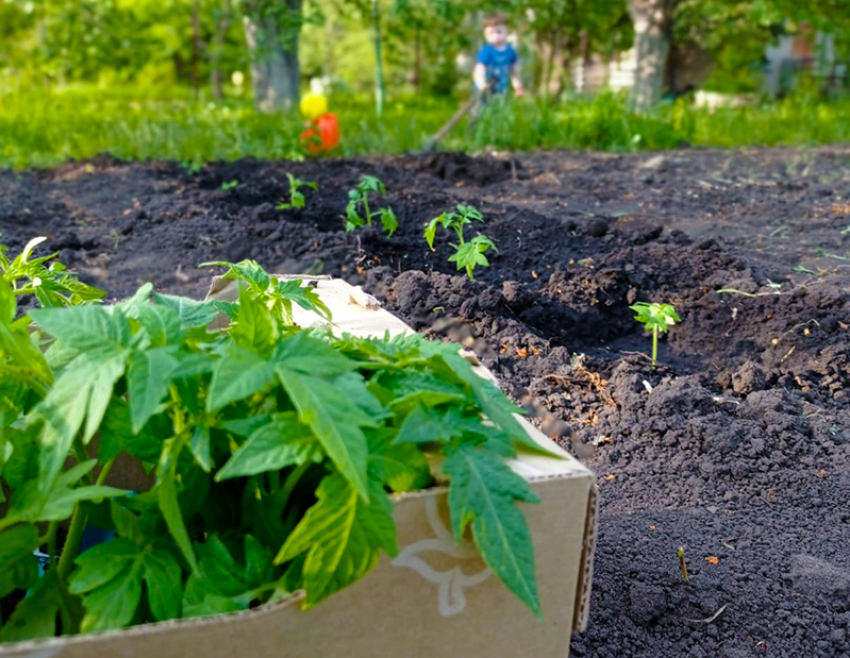  В Воронежской области наступило климатическое лето: самое время сажать рассаду (идут большие дожди)