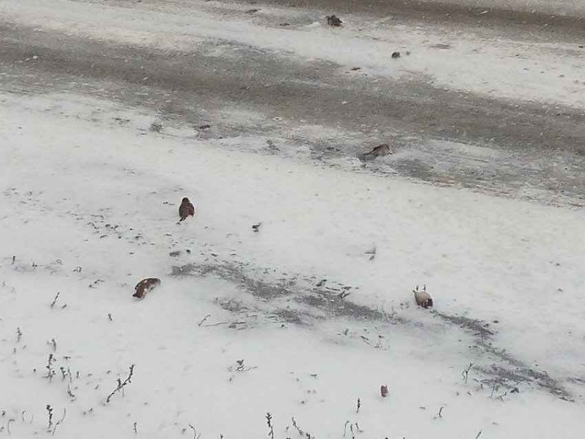 Народный репортер Борисоглебска: мертвые птицы на снегу