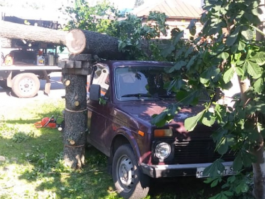 Непогода в Борисоглебске повалила деревья  и повредила автомобили