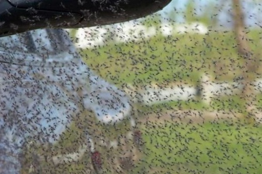 Комариные полчища подбираются к Борисоглебску