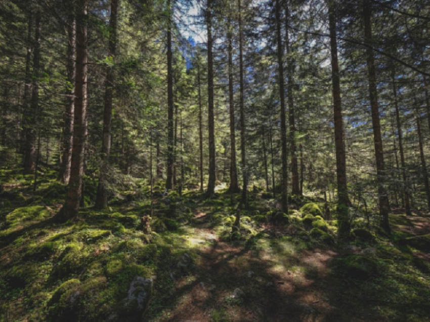 В Воронежской области готовятся к масштабной высадке деревьев