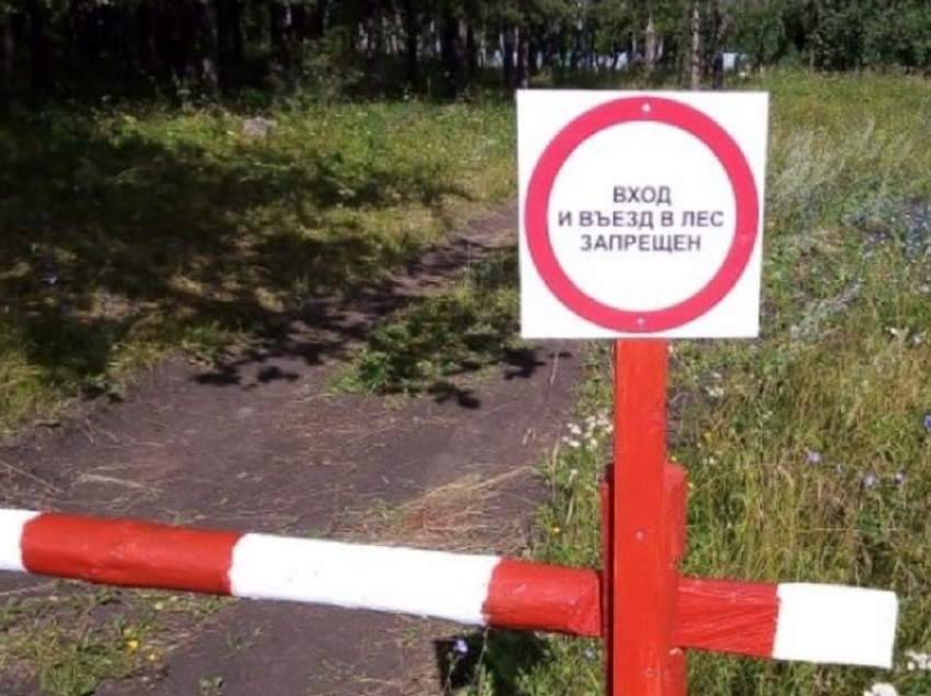 Ограничения на посещение лесов ввели в Воронежской области 