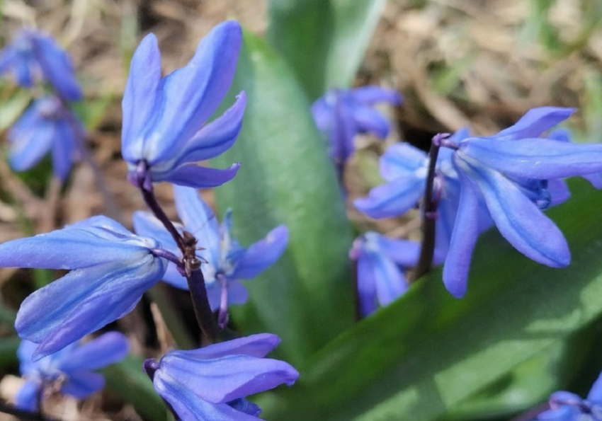 Майским теплом завершится март в Борисоглебске